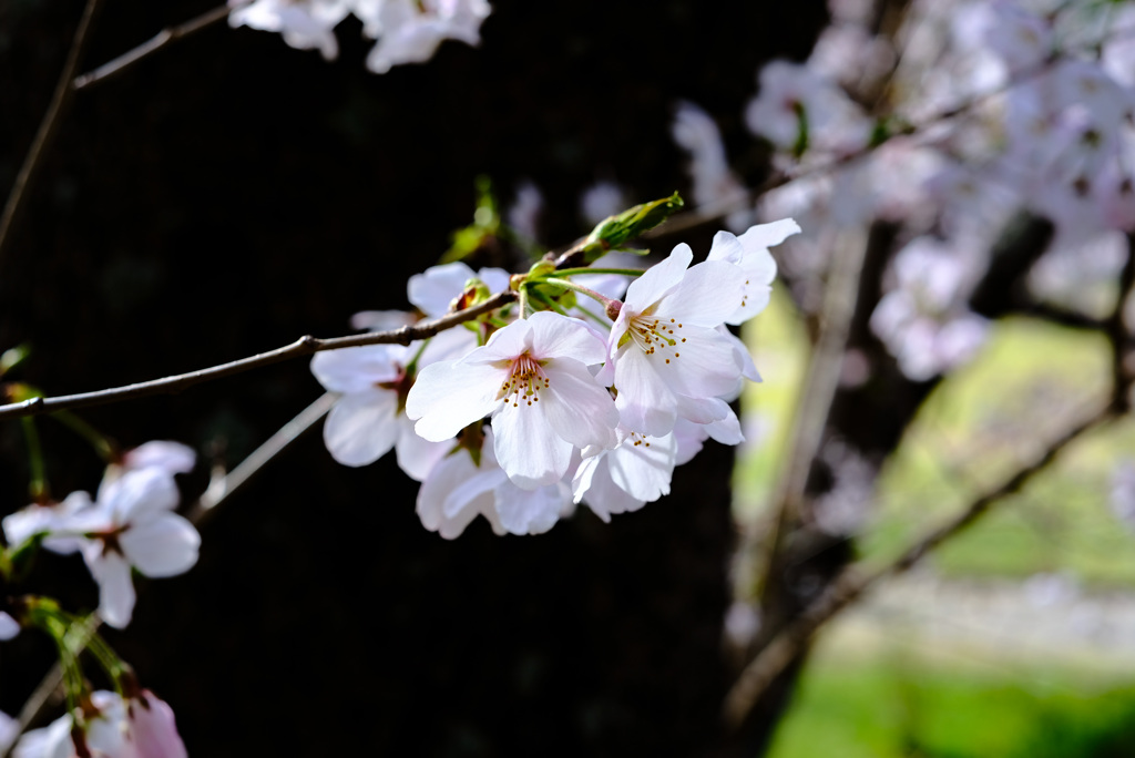 桜