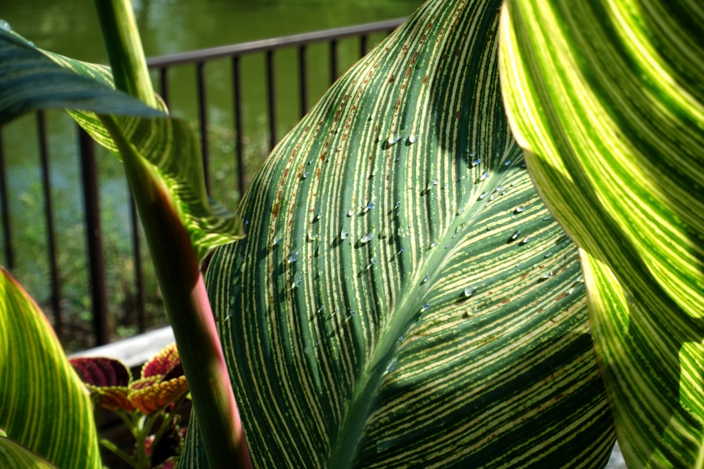 雨上がりの公園 3