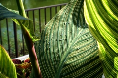 雨上がりの公園 3