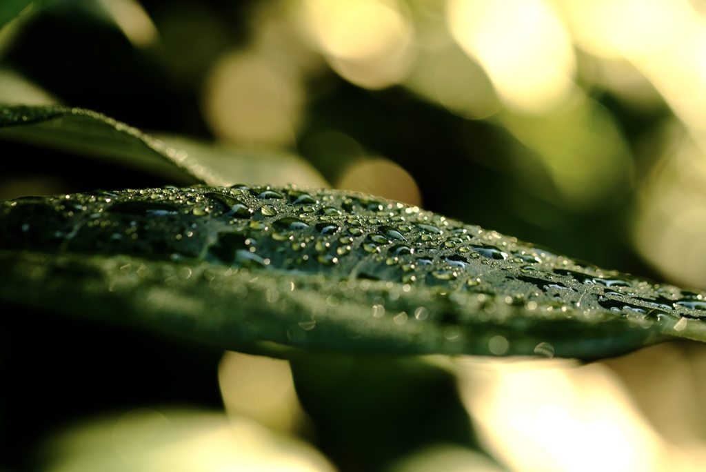 leaf