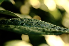 leaf