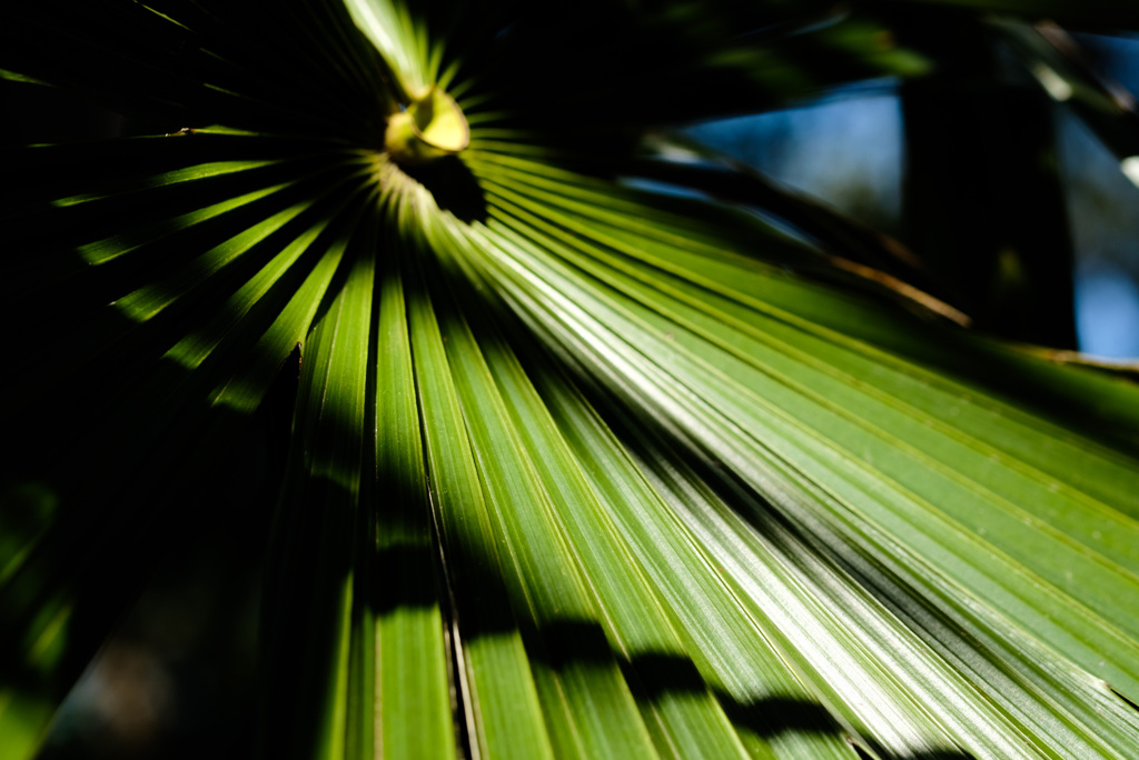 leaf