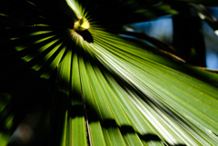 leaf