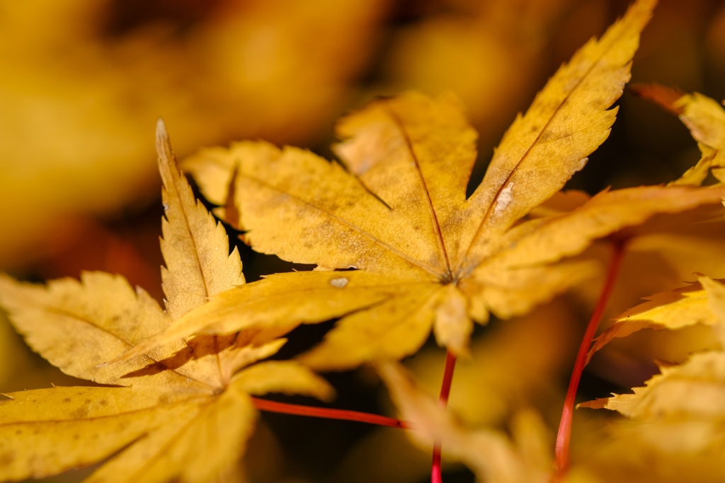 紅葉