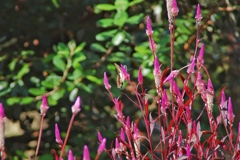 雨上がりの公園 2