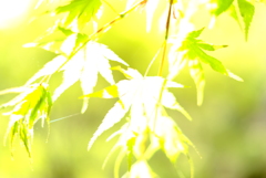 フォト散歩