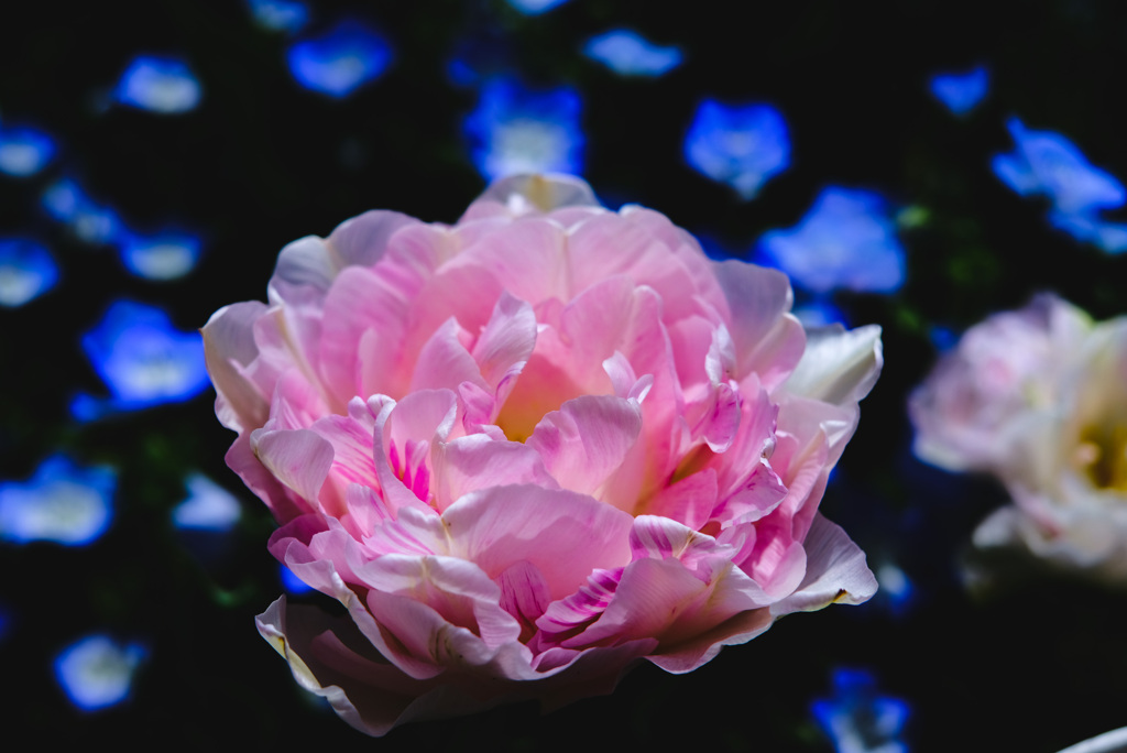 華
