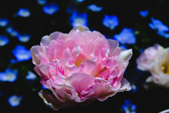 華