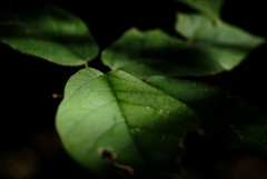 leaf