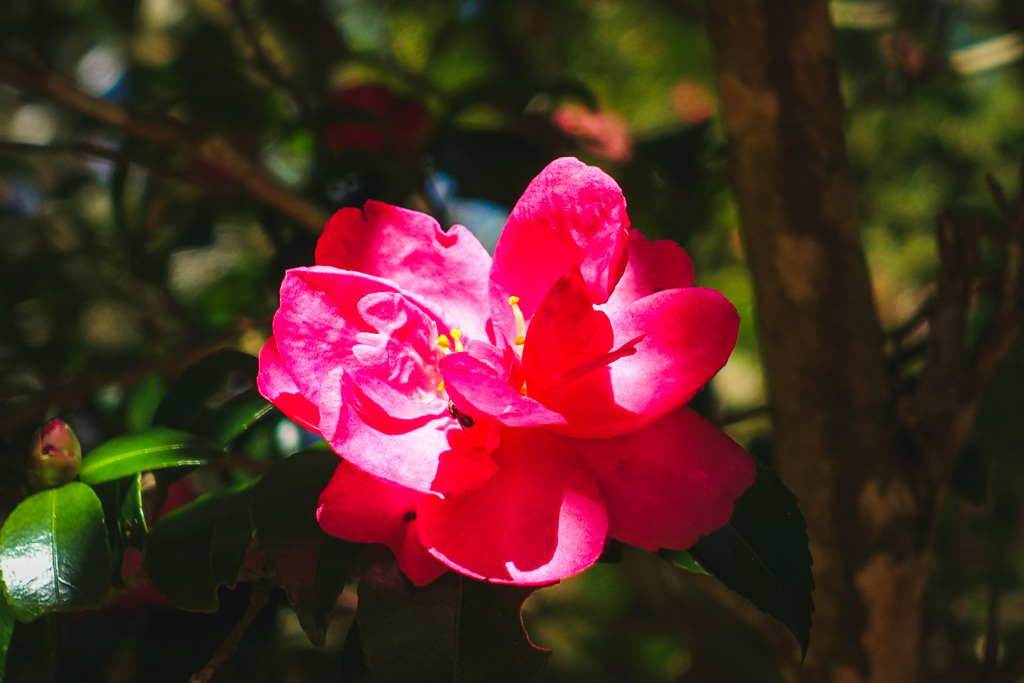 神戸森林植物園