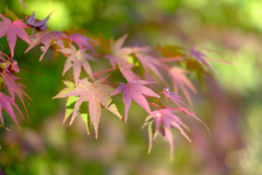 紅葉
