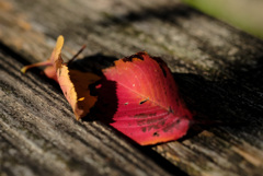 leaf