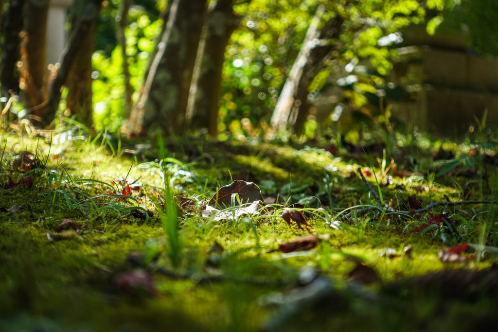 971BD8B6-DBA4-49A5-9419-859601D33238