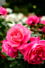 薔薇