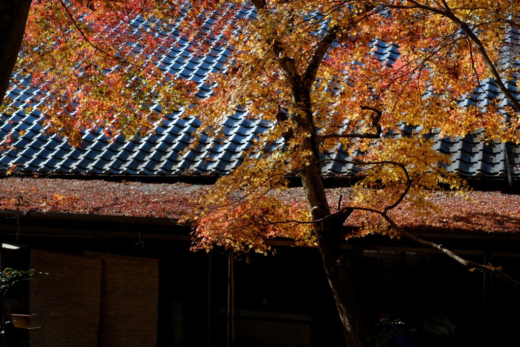 フォト散歩　寺