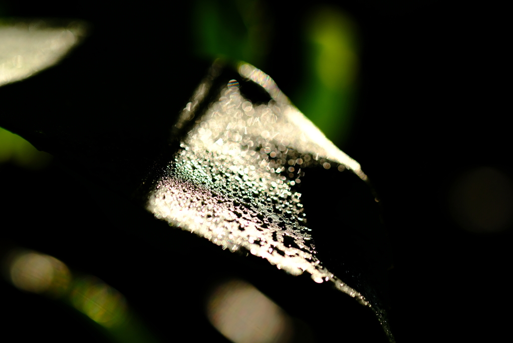 leaf