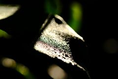 leaf