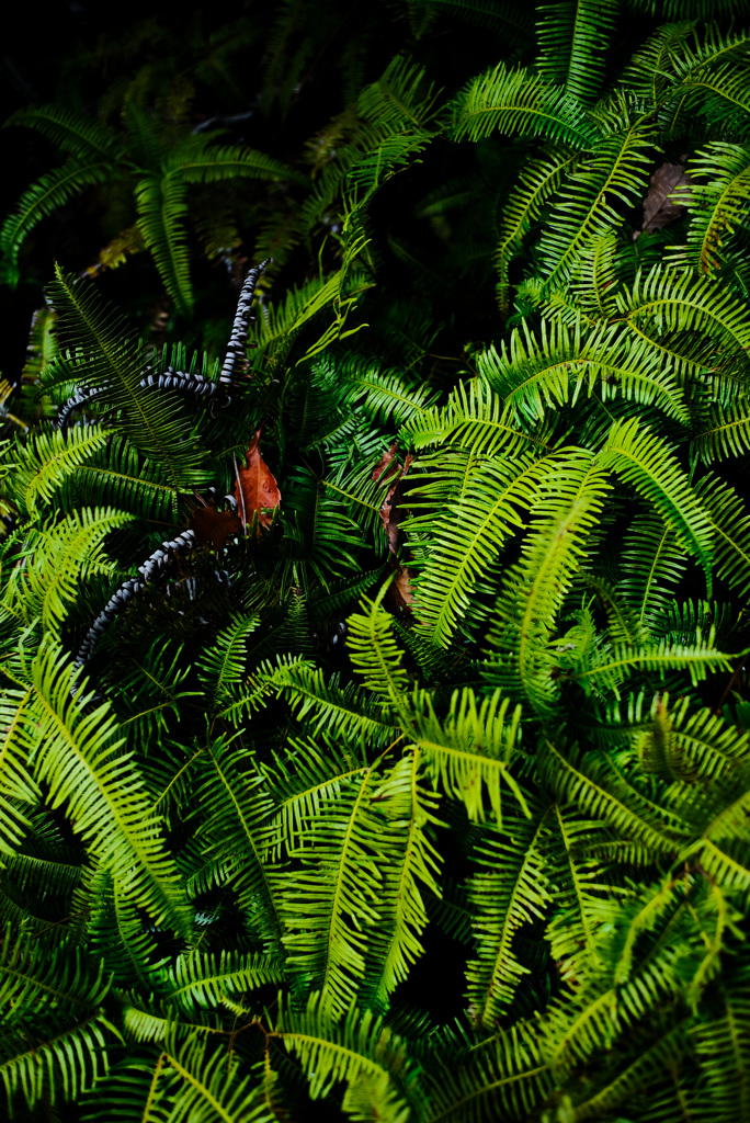 leaf