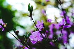 華