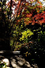 フォト散歩