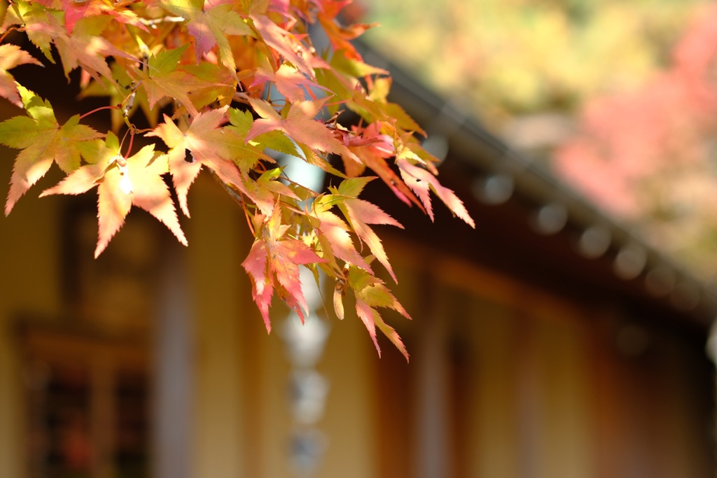 紅葉