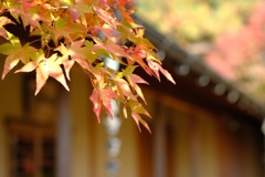 紅葉