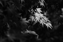 白と黒