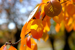 紅葉