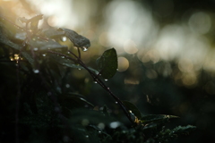 朝散歩