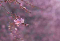 春の足音