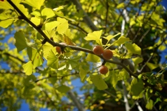 落ちたら臭い奴