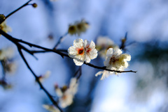 フォト散歩