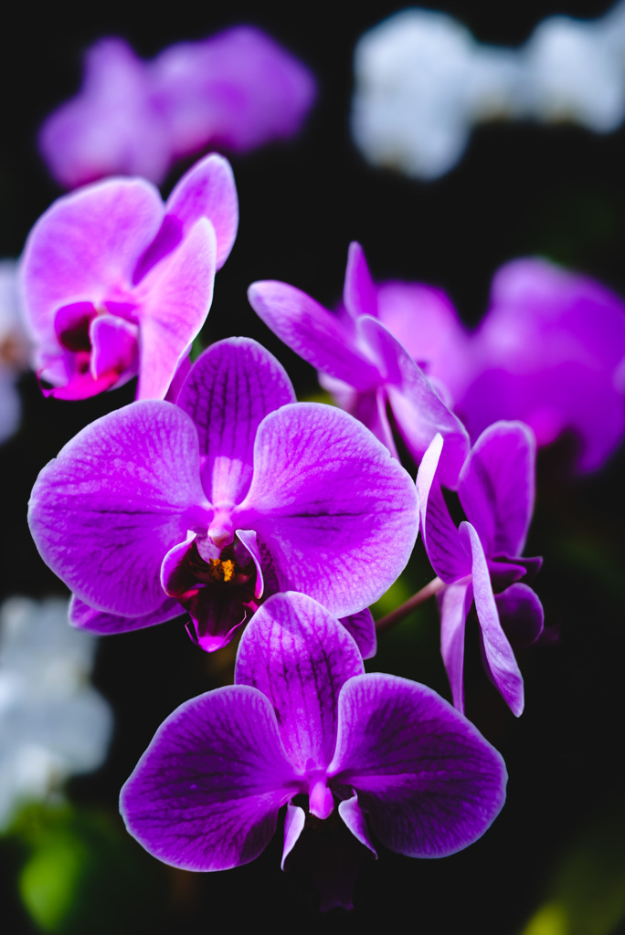 華