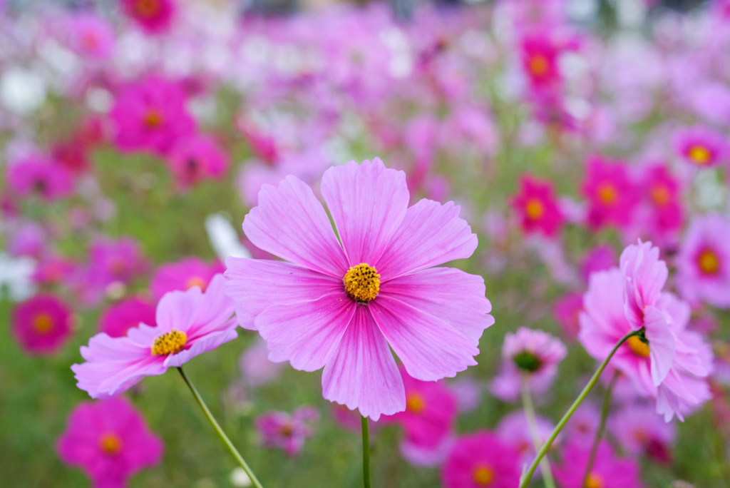 秋花