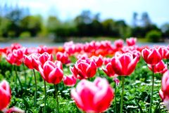 チューリップ