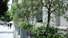 Kobe street