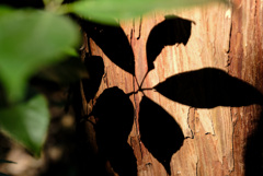 leaf