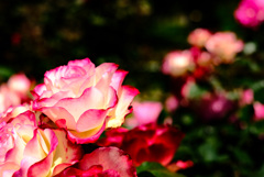 薔薇