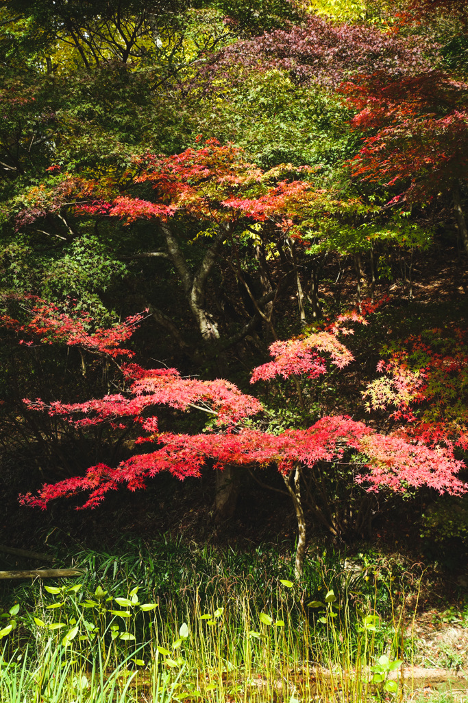 神戸森林植物園