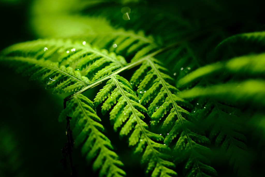 植物園