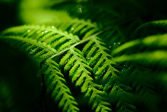 植物園