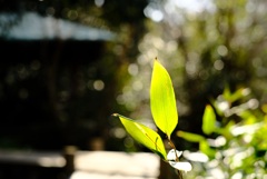 フォト散歩