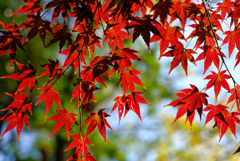 紅葉