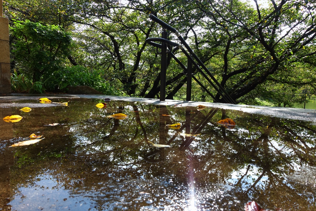 雨上がりの公園 4