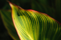 leaf