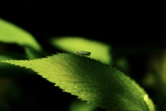 leaf