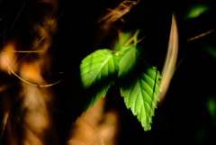 leaf