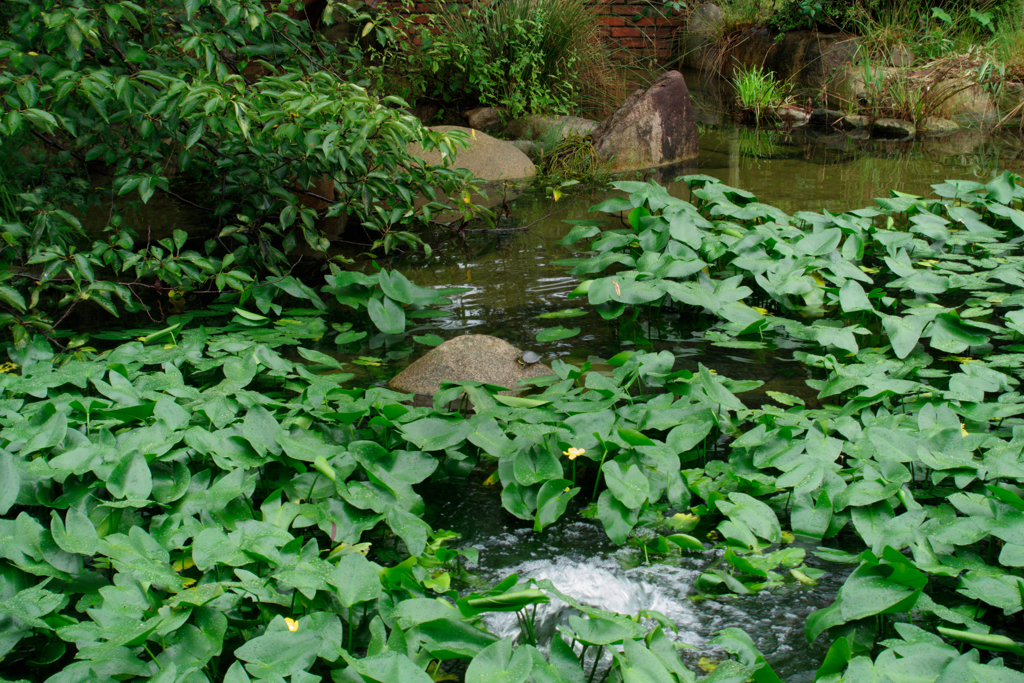 もしもし亀よ亀さんよ、