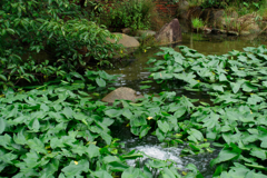 もしもし亀よ亀さんよ、