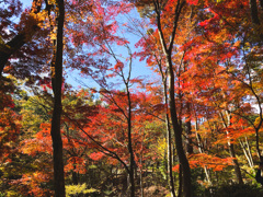 森林植物園